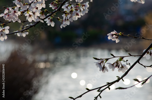 Fotografia Cherry blossom branches with pink flowers against a blurry sparkling water surface in the evening light