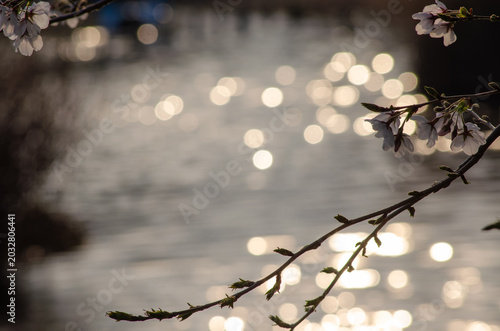 Valokuva Cherry blossom branches with pink flowers against a blurry sparkling water surface in the evening light
