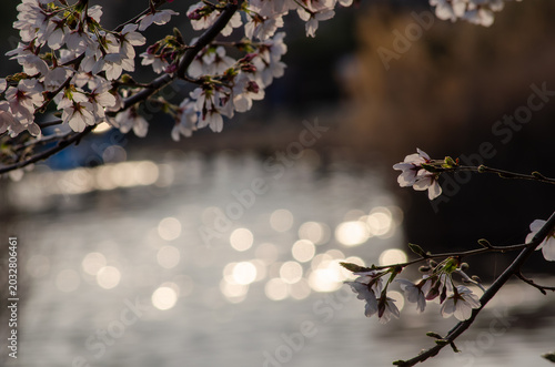 Принти на полотні Cherry blossom branches with pink flowers against a blurry sparkling water surface in the evening light