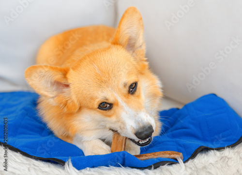 Bild auf Leinwand Corgi dog with two bones is on the sofa