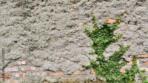 Konstfotografi wall covered with a green climbing plant, ficus pumila or creeping fig or climbi