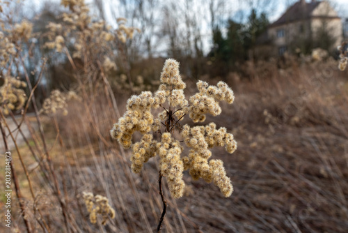 Photos Close view of dried goldenrod seedheads with fluffy beige seed clusters in a winter field