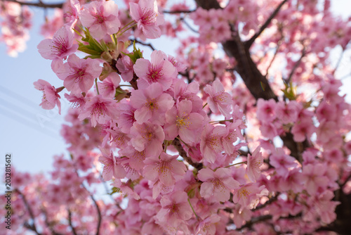 Photography Cerezo en flor