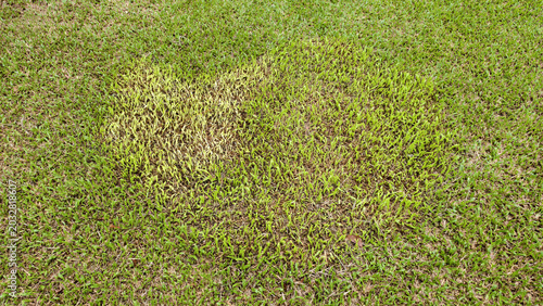 Photos discolored patch in the lawn is likely brown patch