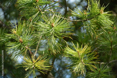 A close-up of a decorative pine tree against the sky