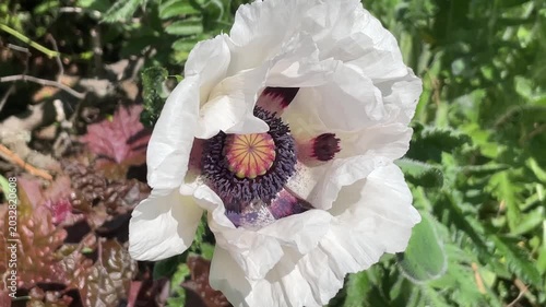 Eine große weiße Blüte einer Mohnblume.