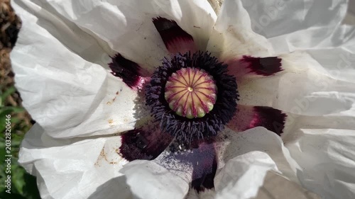 Eine große weiße Blüte einer Mohnblume.