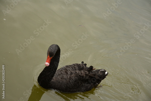 A black swan with a red beak swims in a lake