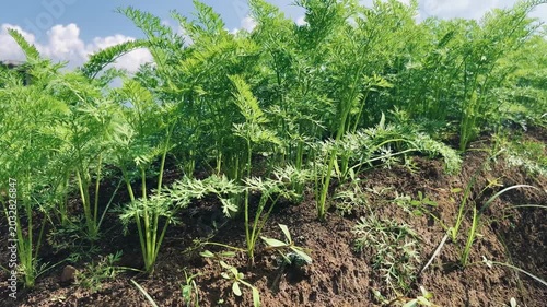 close up of carrot plants on fertile soil. self-sufficient food