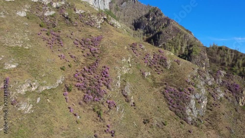 Colorful Flowers On Sharp Cliffs. Rough Mountain Slope Decorated With Vibrant Blossoms. Sharp Mountain Faces Covered In Lively Purple Blooms Alongside Jagged Ridges And Colorful Displays