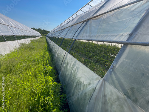 Low-angle outdoor view of long agricultural polytunnel greenhouses with roll-up plastic side ventilation, situated next to a lush green field under a clear blue sky.
