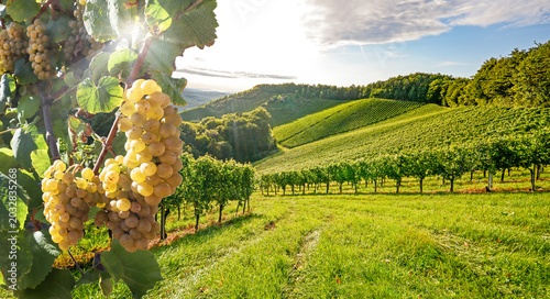 Fotografía Vineyards in the Bordeaux wine region near a winery, grapes before harvest in th