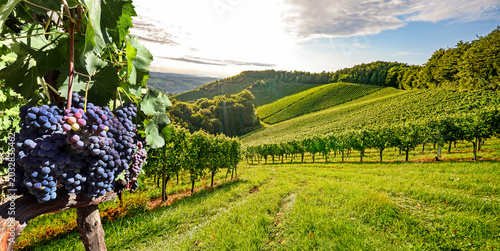 Tableau sur toile Vineyards in the Bordeaux wine region near a winery, grapes before harvest in th