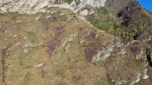 Aerial View Purple Heather Rocky Slope, Drone Survey Capturing Scattered Heather Patches Across Limestone Outcrops And Grassy Meadow, Botanist Field Survey Mood, Soft Spring Light, Panoramic Reveal