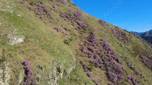 Wild Hillside View. Clustering Purple Heather In Nature. Deep Gullies And Rocky Ledges Observed From Above. Aerial Perspective Highlights Rugged Terrain And Tranquil Outdoor Atmosphere