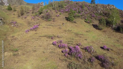 Gentle Mountain Slope Dotted With Purple Blooms, Rocky Outcrops And Scattered Pines, Warm Light Sweeping Across Textured Grassland Producing Peaceful Isolated Mood For Nature Study
