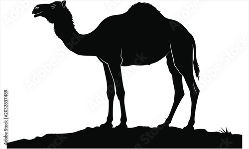 Vászonkép Silhouette of a camel standing tall with hump and long neck isolated