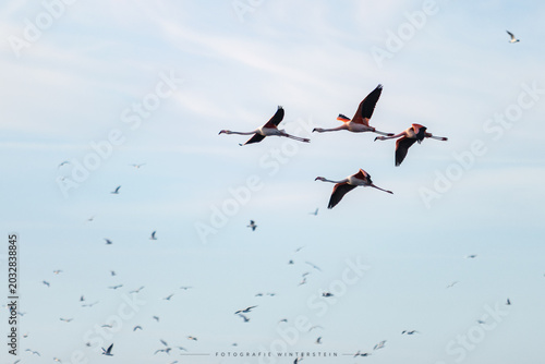 Tableau sur toile Wilde Flamingos