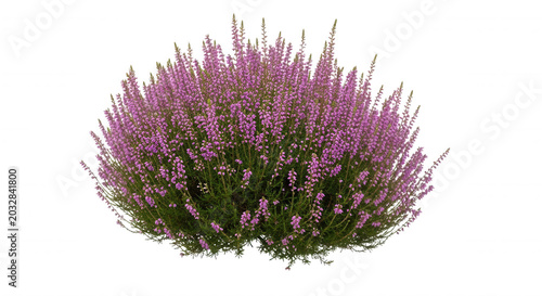 A dense, rounded bush of blooming purple heather flowers with green stems, isolated against a solid black background