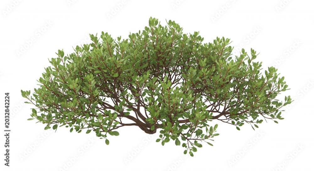 Obraz premium A dense, rounded green shrub with small oval leaves and brown woody branches, isolated on a solid black background