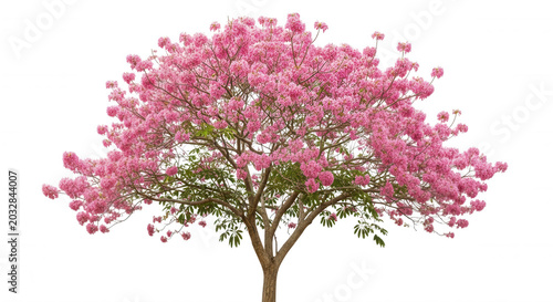 A full-grown tabebuia rosea tree with dense clusters of vibrant pink trumpet-shaped flowers isolated against a solid black background