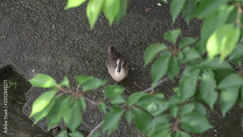 川岸に立つ野生のカモ