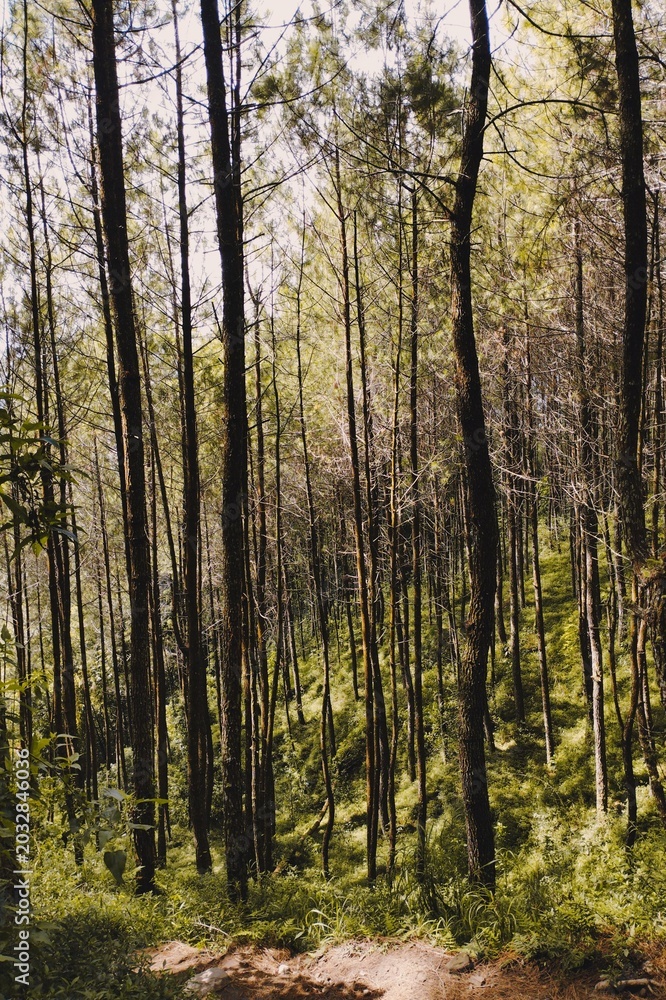 Fototapeta premium autumn forest in the morning
