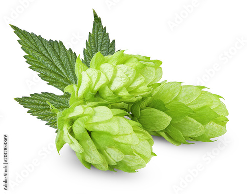 Hop cones isolated on white background. Beer brewery concept. clipping path