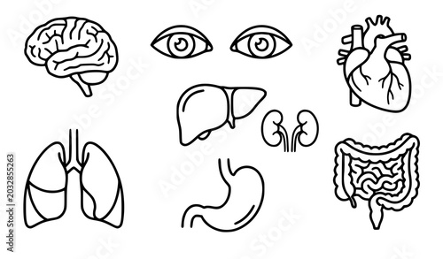 Fotografía Human organ outline sketch vector illustration set with anatomy and healthcare e