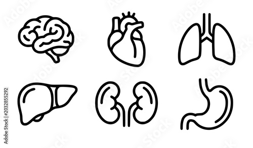 Fotografía Trendy human organ vector bundle with minimalist anatomy outline sketch illustra