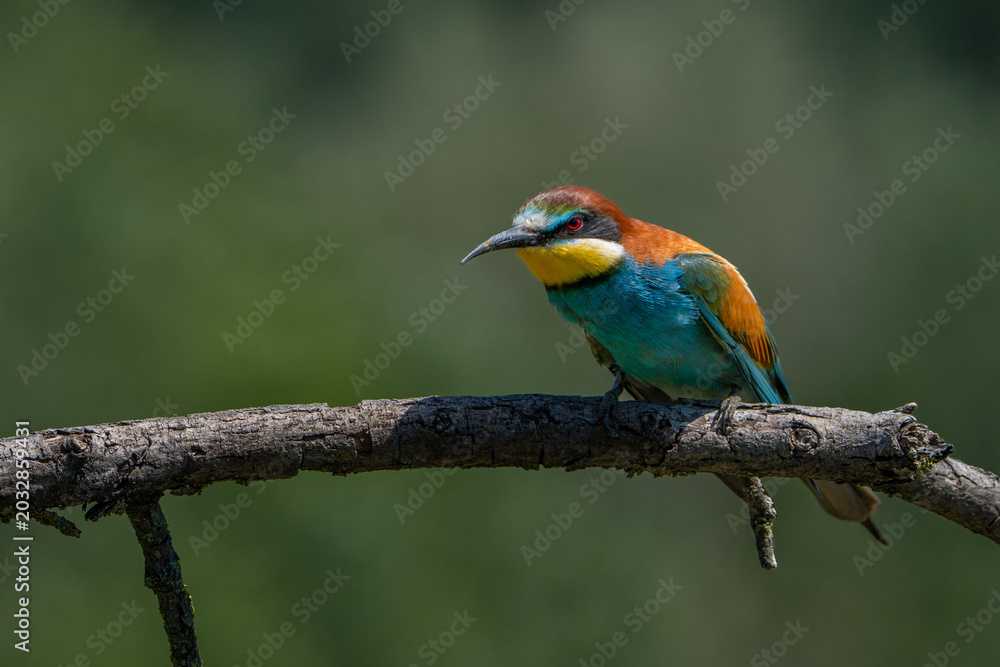 Fototapeta premium bee-eater is sitting on the branch