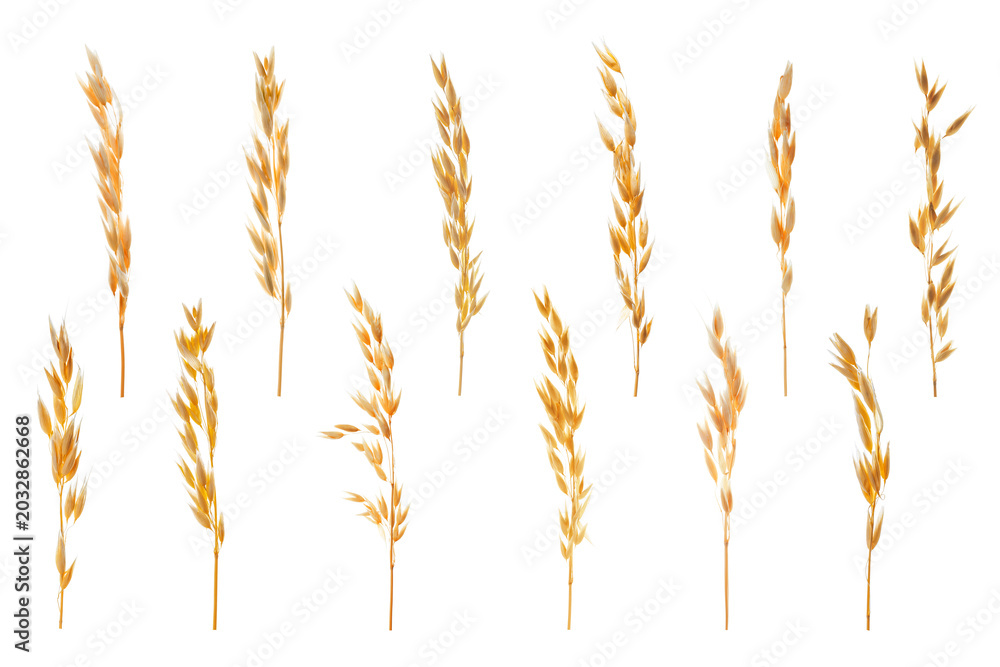 Obraz premium Oat ears isolated on white, set. Cereal plant