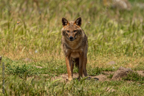 Golden jackal.