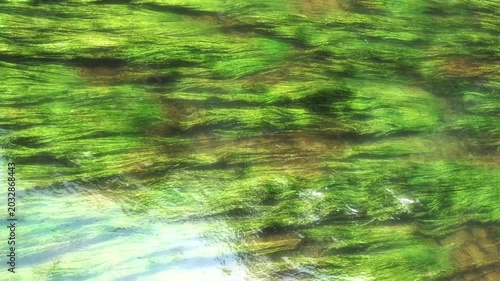静かな川の流れに揺れる水草と癒しの自然風景