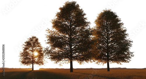 Three deciduous trees with golden autumn foliage standing in a field against a solid black background, illuminated by soft backlight