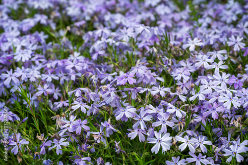 Fotografie A dense, full-frame blanket of lavender creeping phlox blossoms creates a vibrant and colorful floral carpet in a spring garden