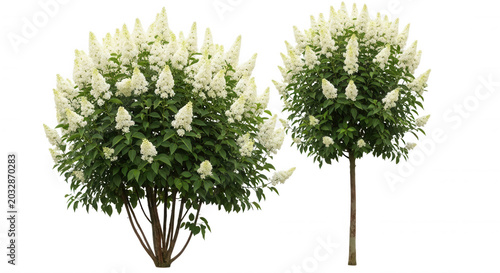 Two blooming white hydrangea paniculata shrubs with cone-shaped flower clusters and green leaves isolated on a black background