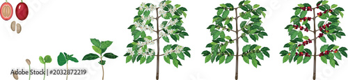 Fotografie Coffee tree (Coffea arabica) growth stages and life cycle from seed to mature pl