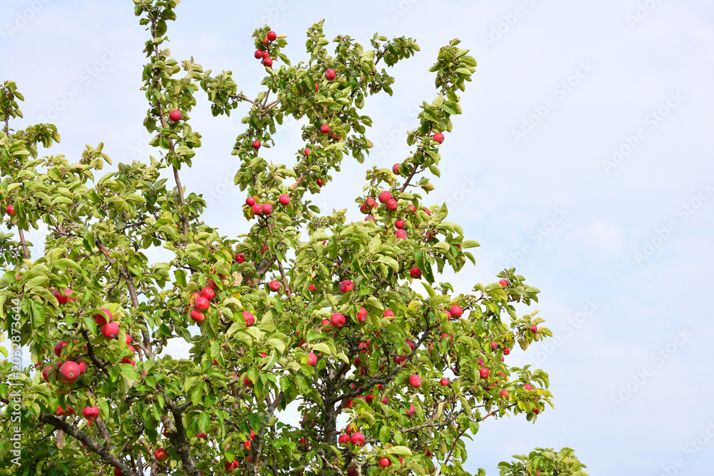 Fototapeta premium Red Apples Growing on Tree Branches in an Orchard copy space