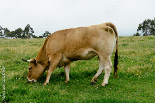 Brown cow grazing fresh green grass on pasture