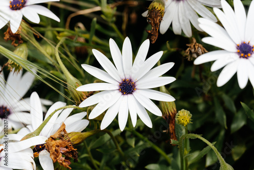 White daisy flower blooming in a vibrant garden