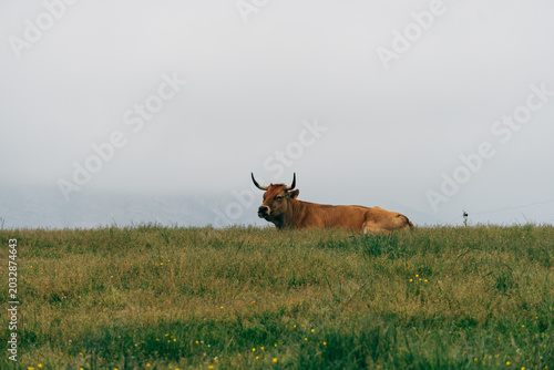Brown cow grazing fresh green grass on pasture