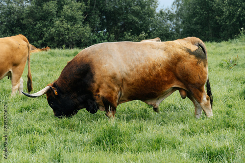 Bull grazing on pasture creating sustainable agriculture