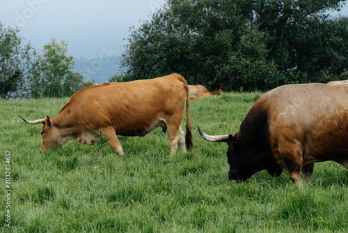 Bull grazing on pasture creating sustainable agriculture
