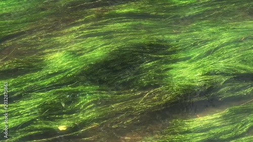 静かな川の流れに揺れる水草と癒しの自然風景