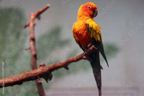 Photography A golden conure glows with brilliant orange-yellow plumage, a warm tropical pres