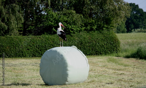 Weißstorch auf einem Silageballen in Lippetal Büninghausen, auf einem Feld an der Buschstraße.