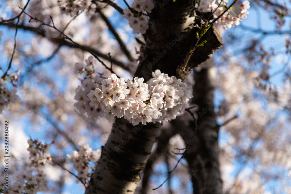 Naklejka premium Close up of beautiful cherry blossom cluster blooming on a thick tree branch in spring