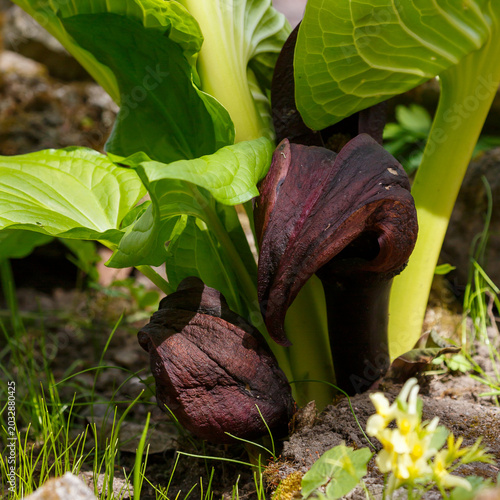 Photos Symplocarpus renifolius ( Latin- Symplocarpus renifolius ) is a poisonous herbac