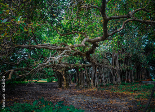 Amazing Banyan Tree Bangladesh 500 Years Old